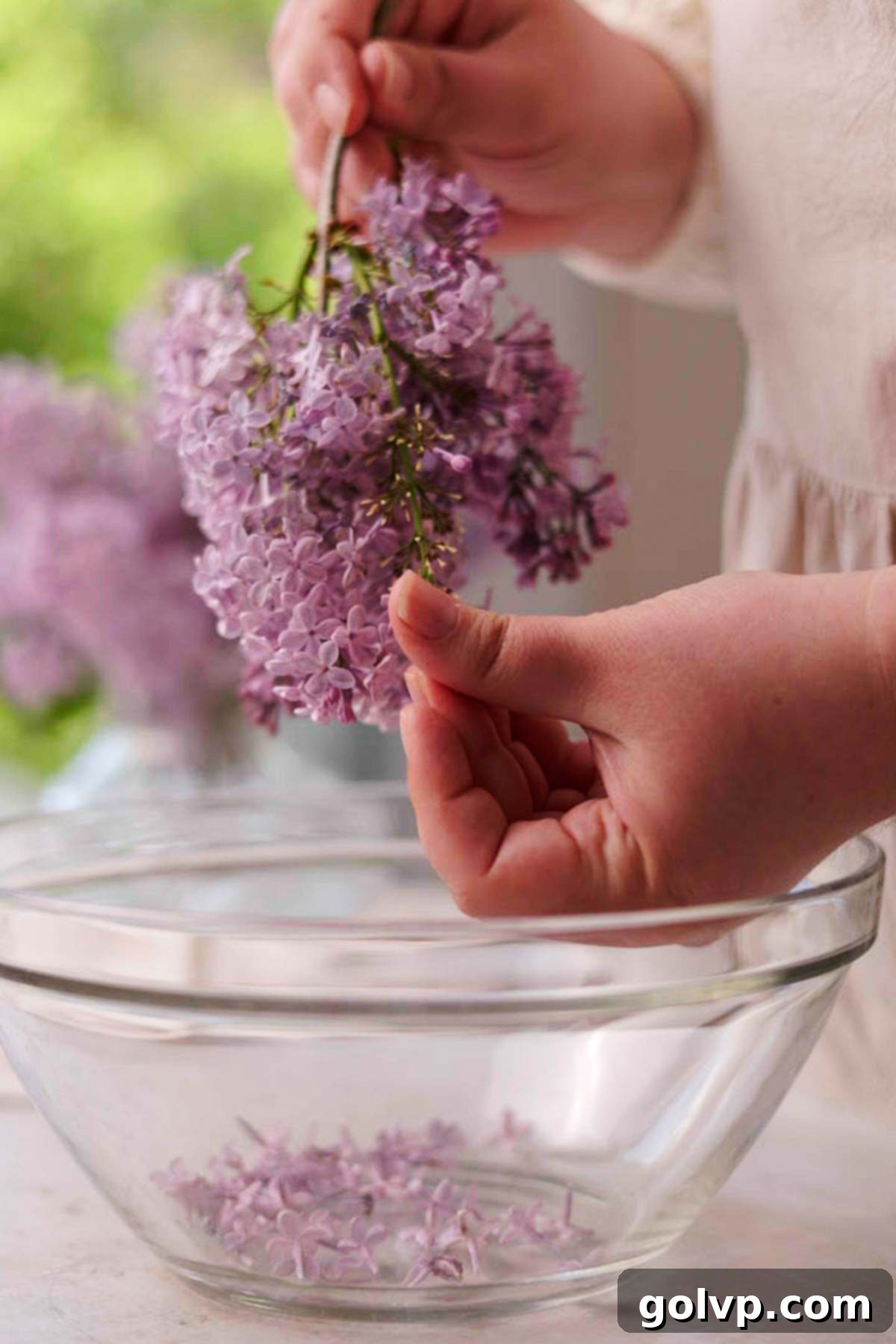 picking lilacs off of lilac blossom